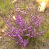 Purple_flower_01_256.png (190664 bytes)